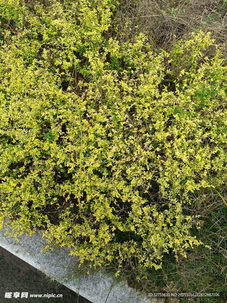 翠绿繁茂的灌木丛