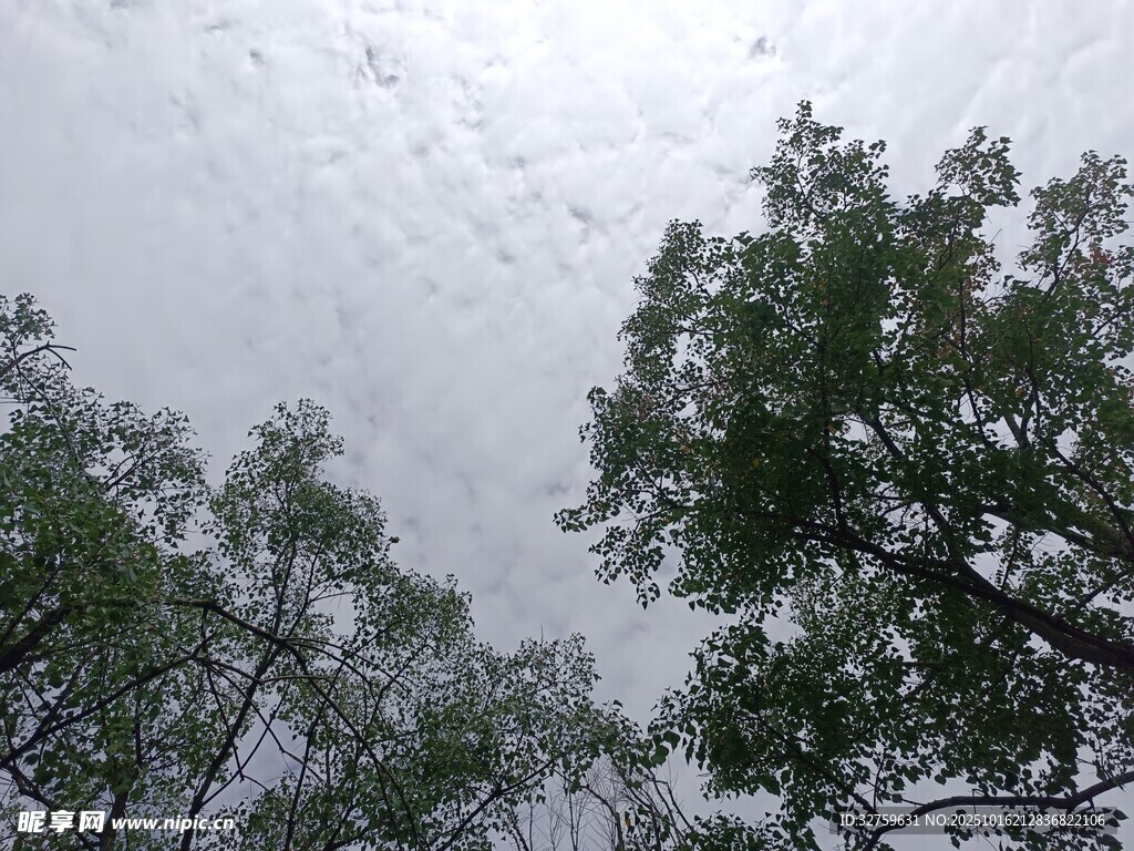 仰视天空下的葱郁树木