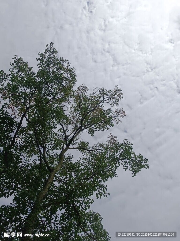 天空下的绿树