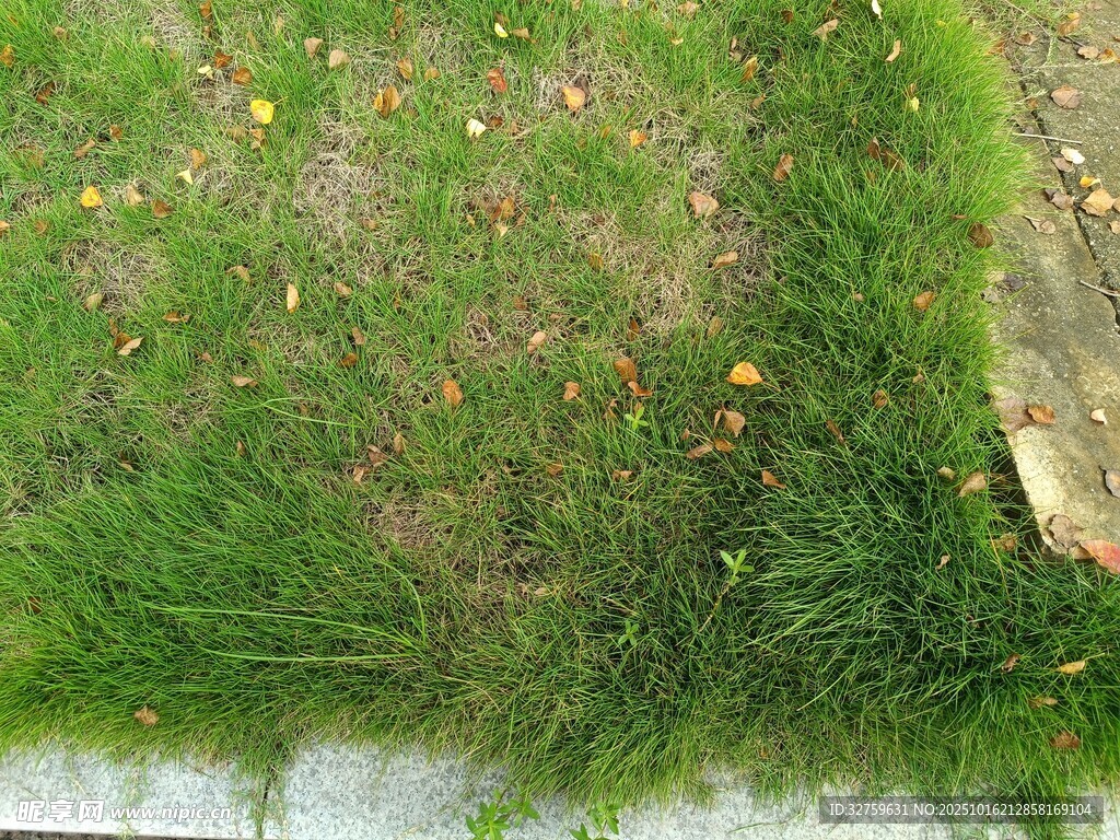 翠绿草地与零星小花