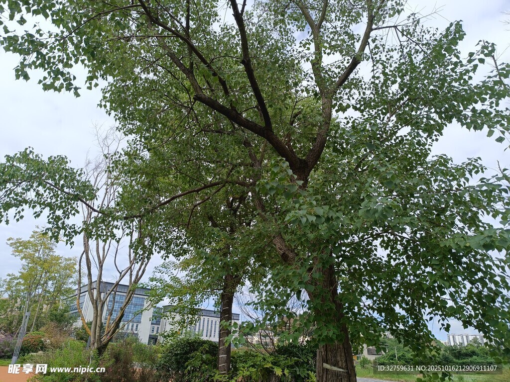 乡村葱郁大树风景图
