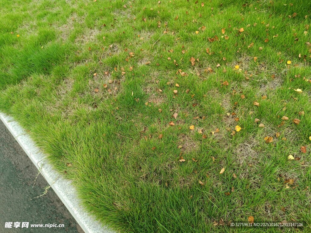 路边翠绿草地
