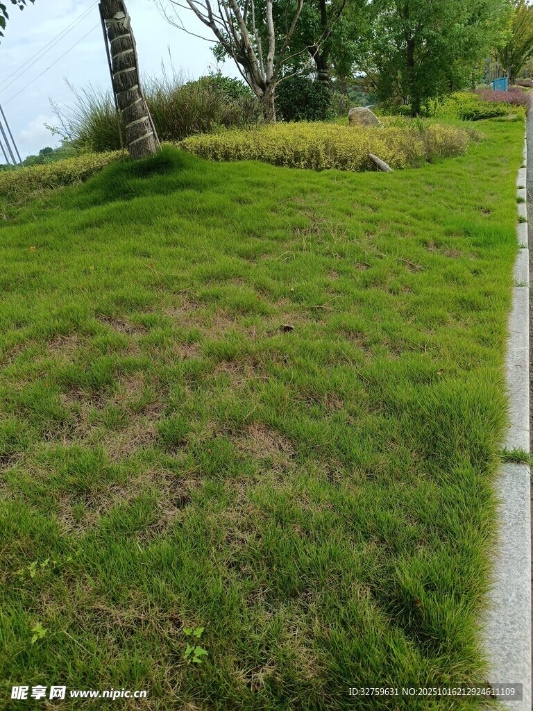 绿意盎然的草地景观