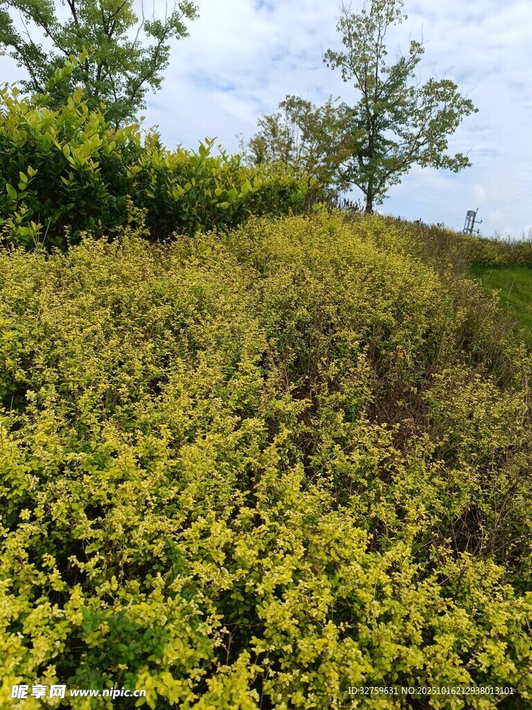 山坡上繁茂的黄绿植被