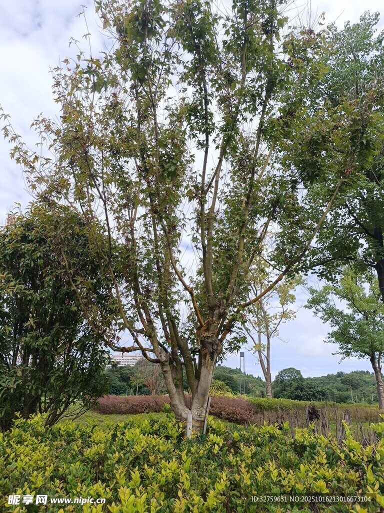 田野中的茂盛树木