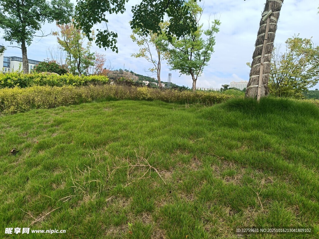绿意盎然的户外草地景观