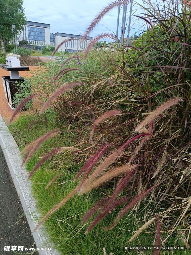 路边的多彩芒草景观