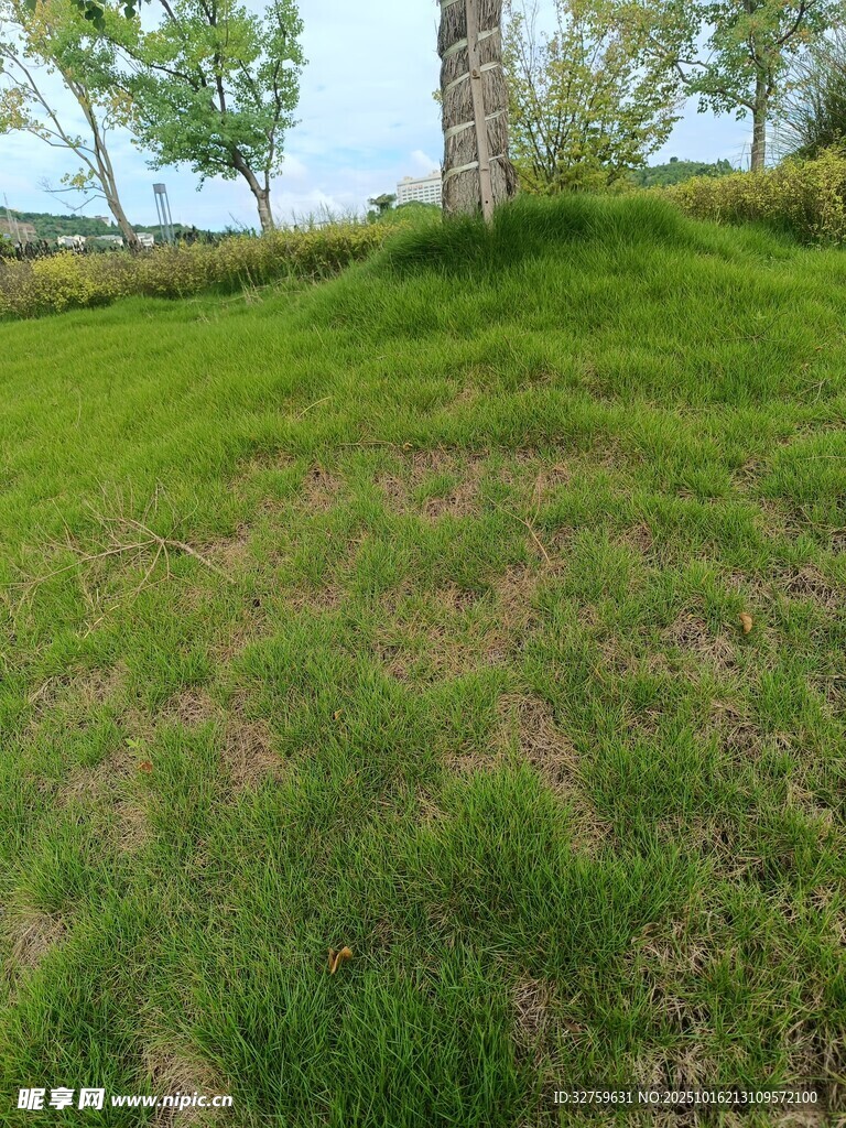 绿意盎然的草地与树木
