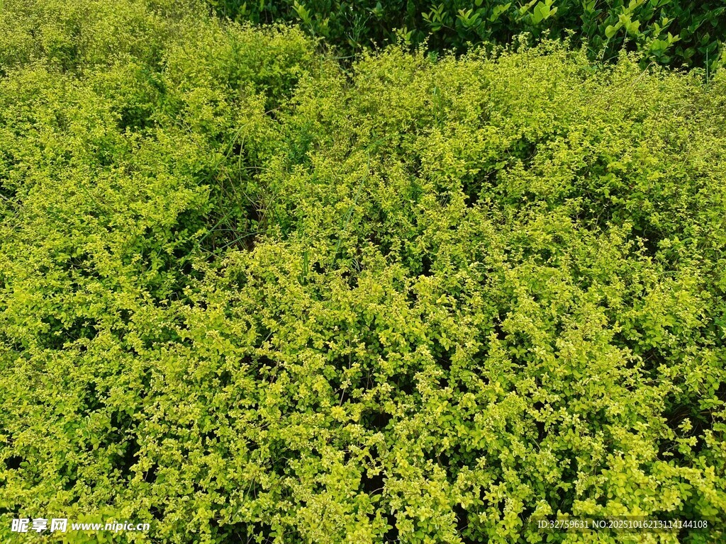 翠绿繁茂的植物景观