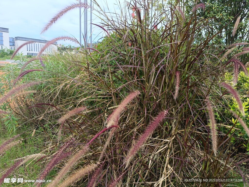 野外丛生的多彩芒草