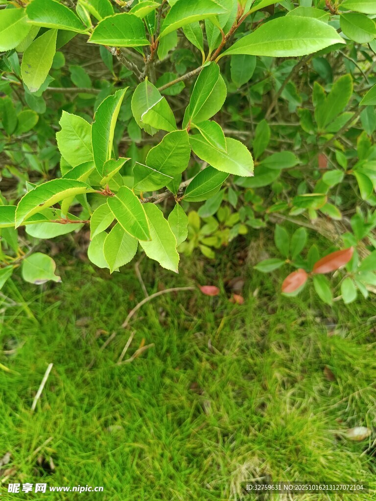 翠绿枝叶下的生机景象