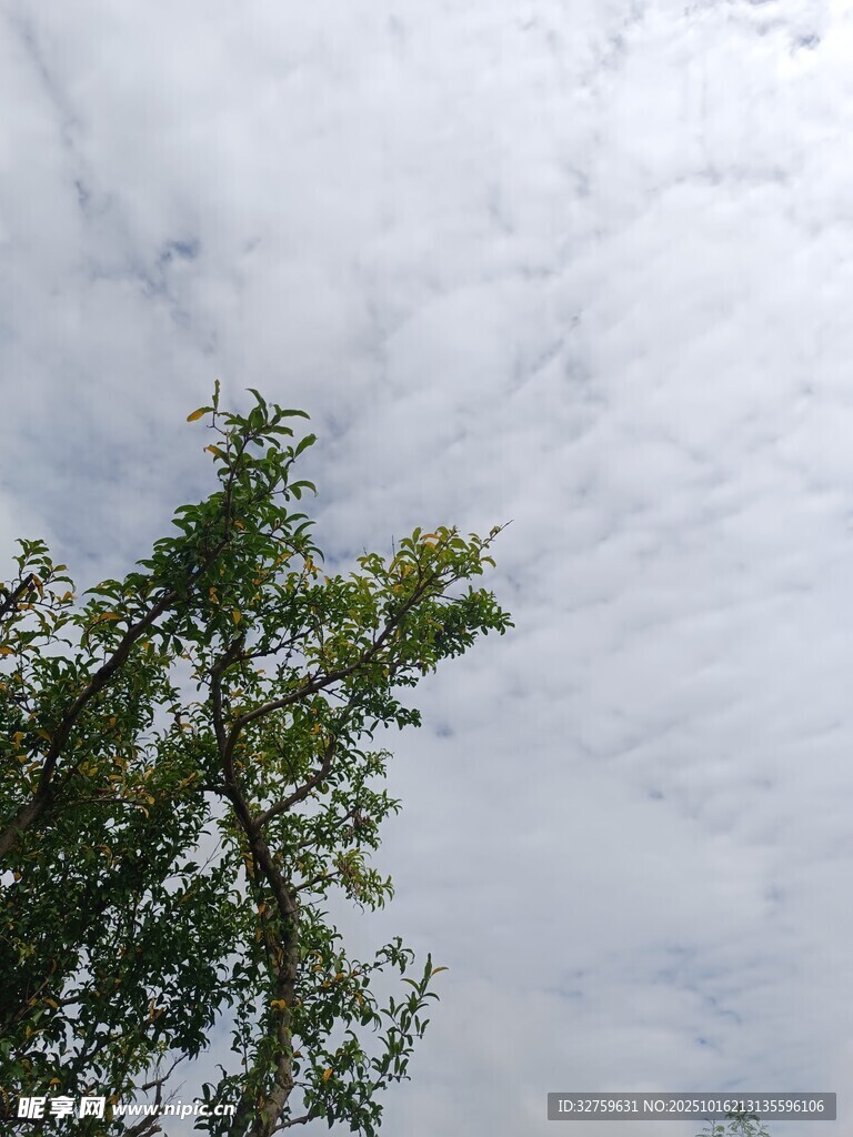 仰视绿树与天空的景致