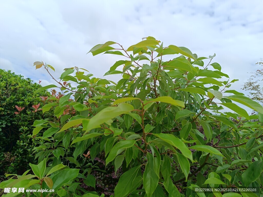 绿叶繁茂的蓬勃植物