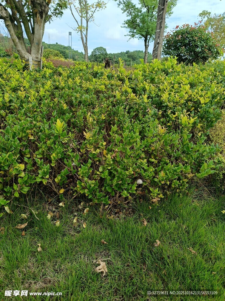 翠绿灌木丛