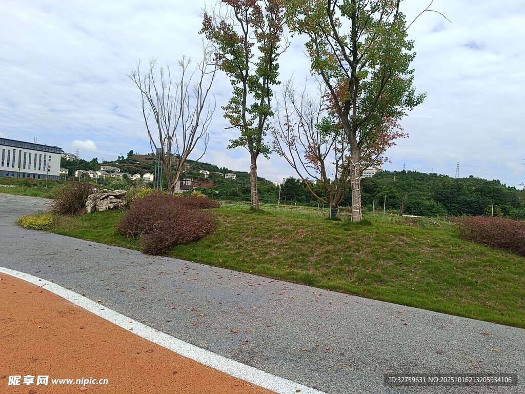 户外清新道路旁绿植景观