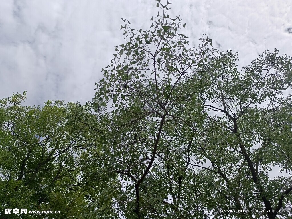 雨中葱郁树林