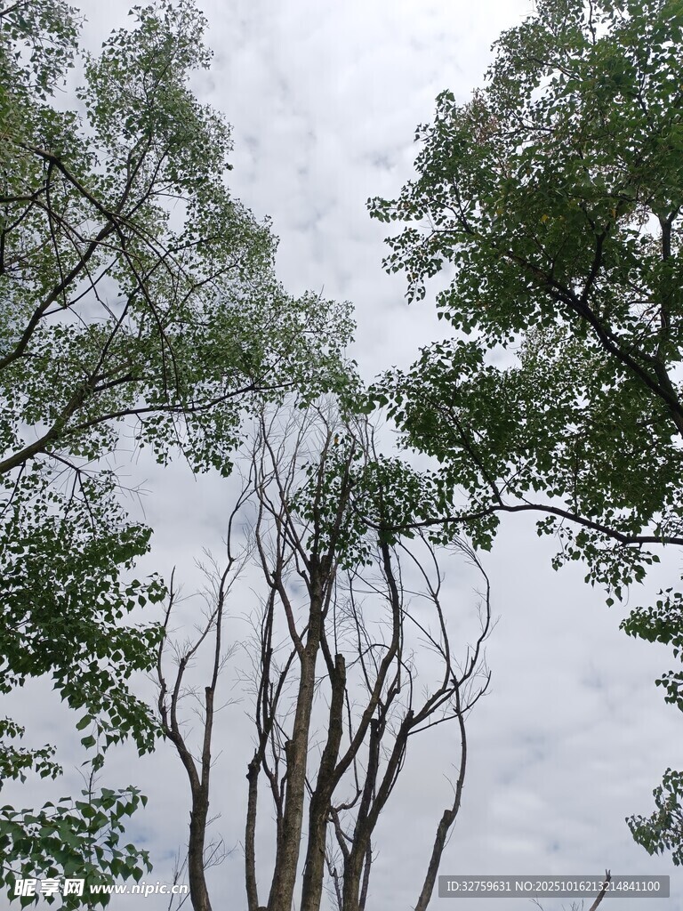 仰视下的繁茂树木景观