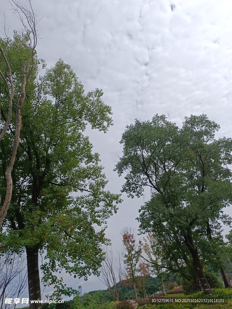 户外绿树风景图