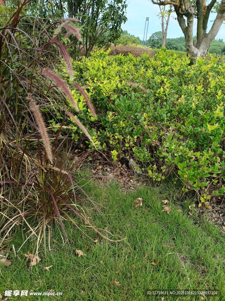 绿意盎然的户外植物景观