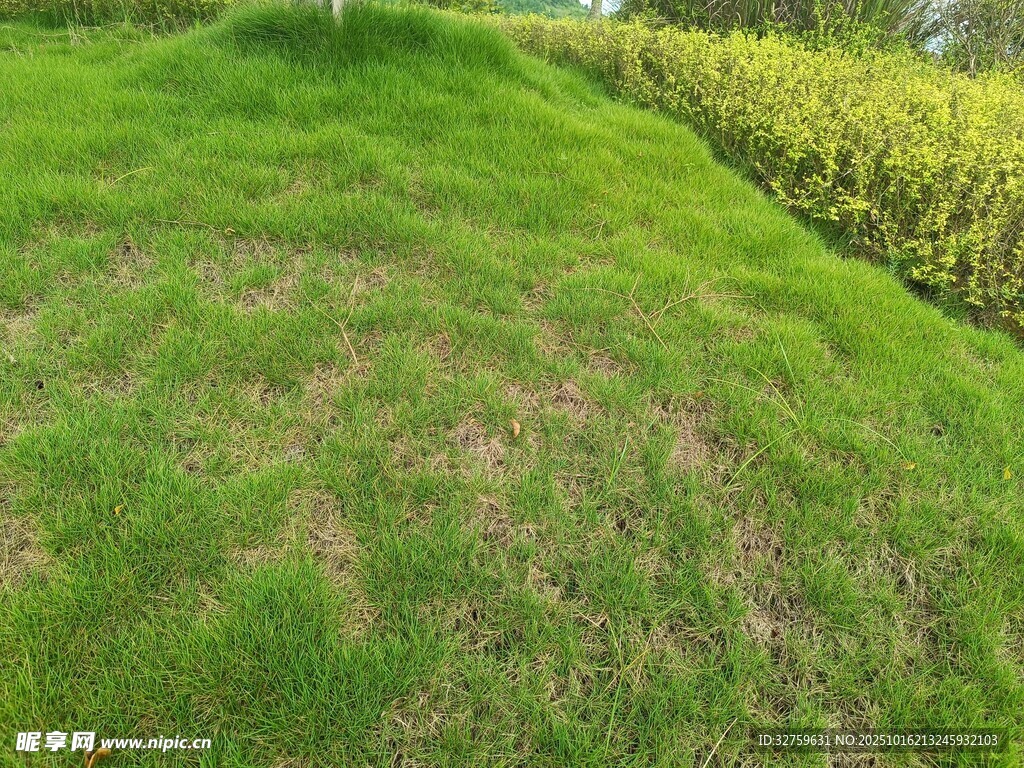 绿意盎然的草地景观