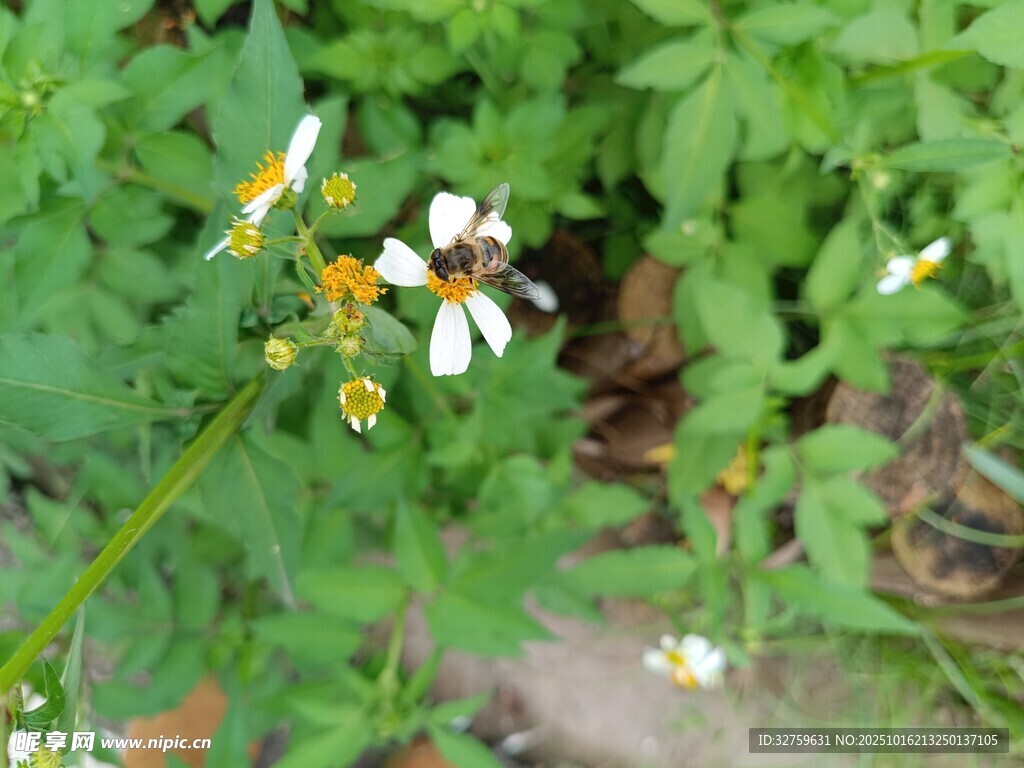 绿叶丛中的清新小白花