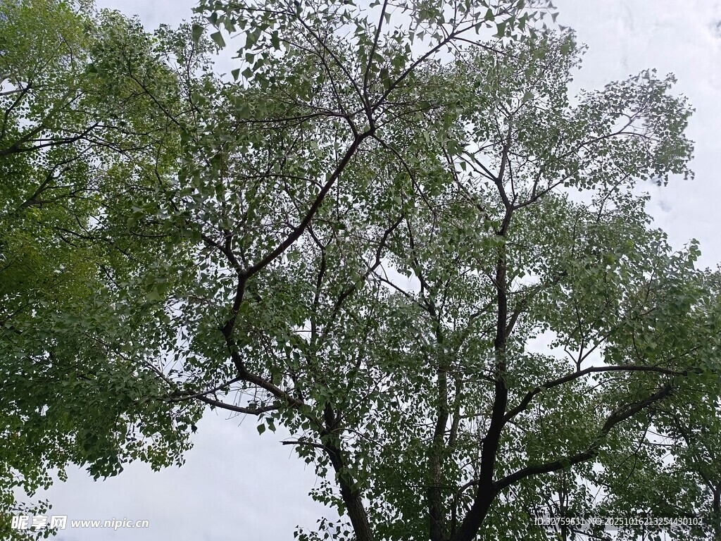 枝叶繁茂的树木
