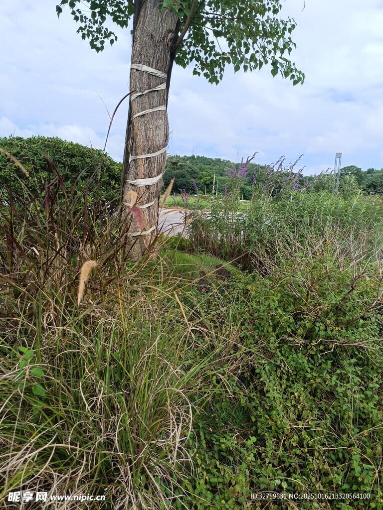 树干旁的茂盛草地