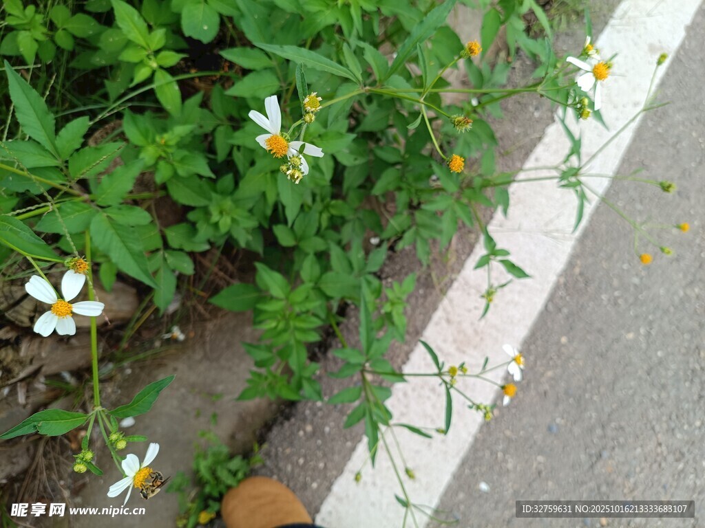 路边绽放的清新小白花