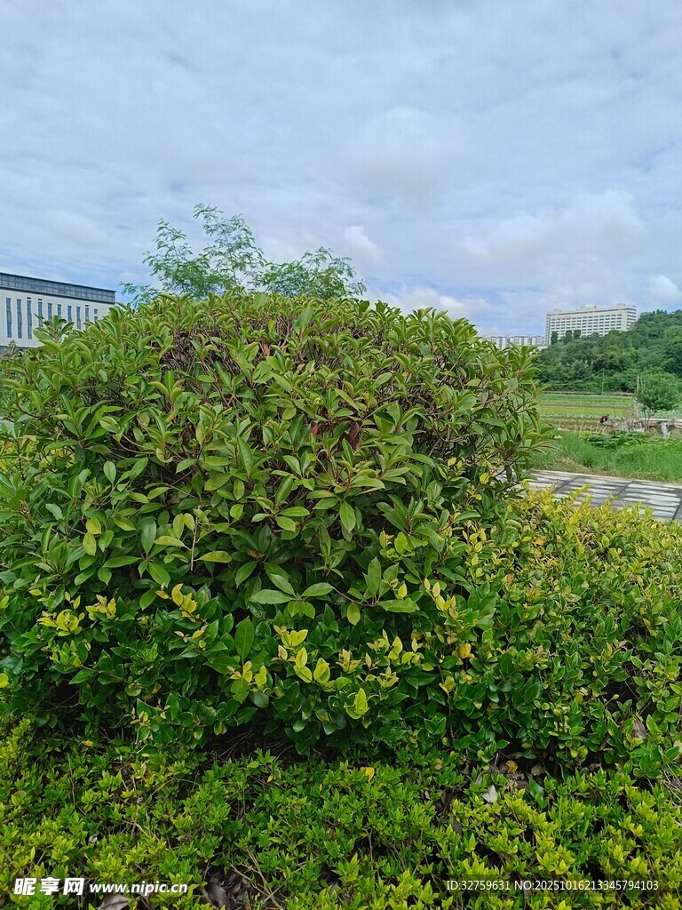 绿意盎然的户外灌木丛