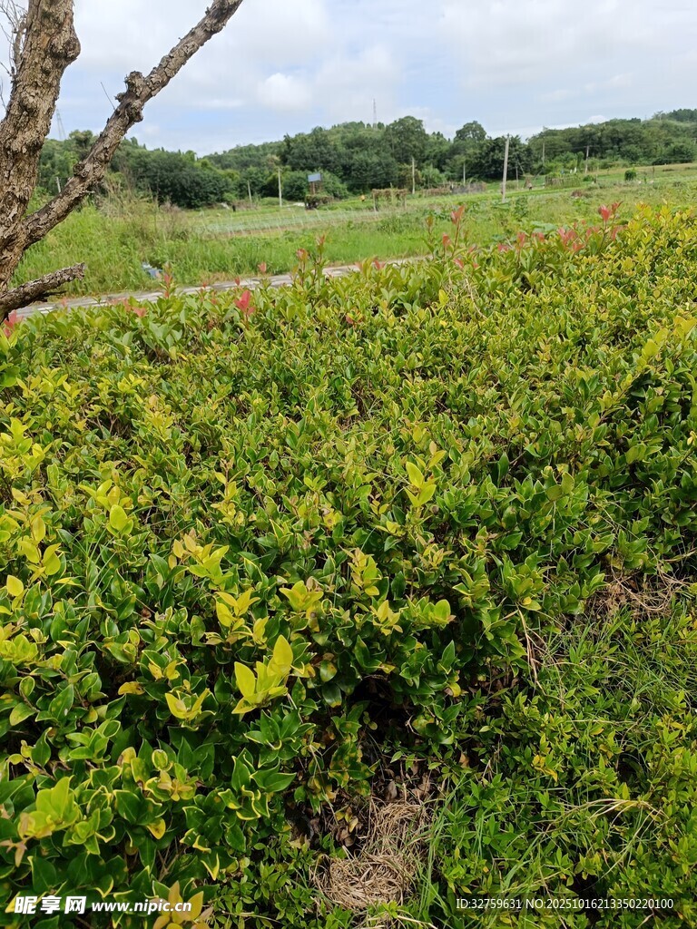 田野中的繁茂绿植