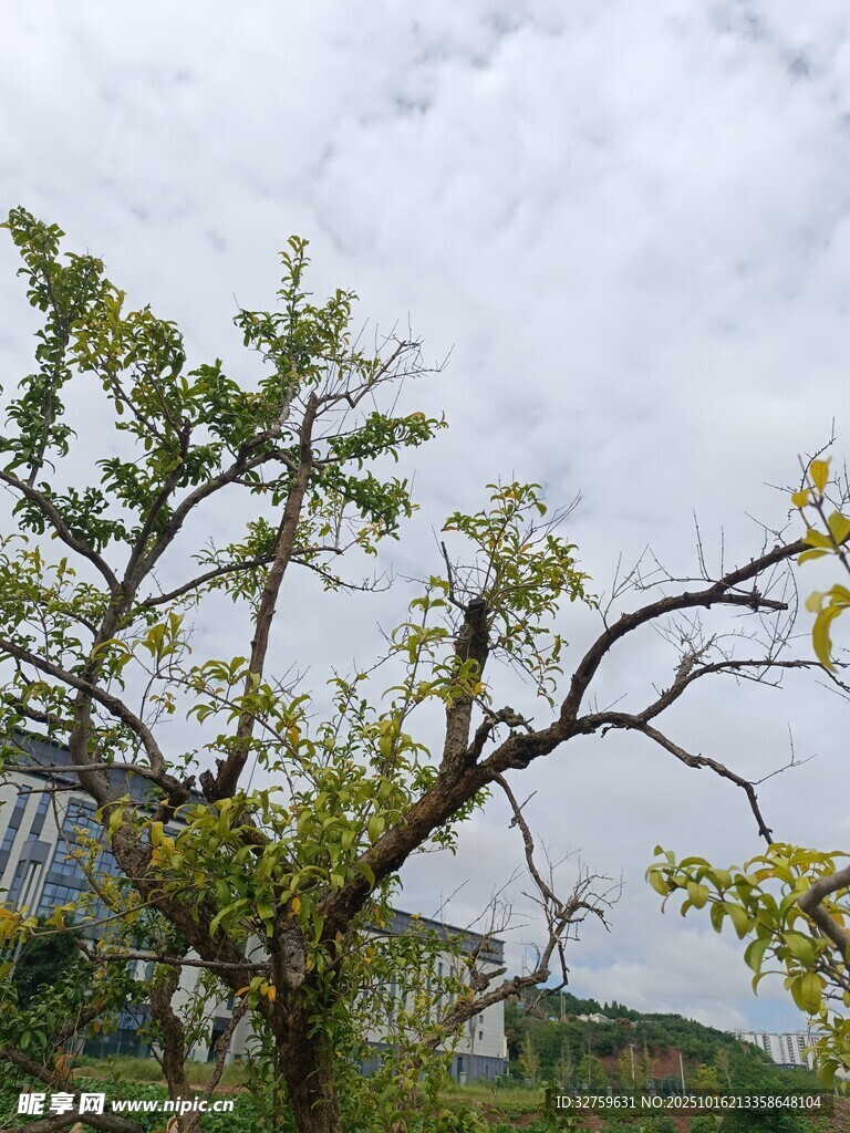 枝头绿意 