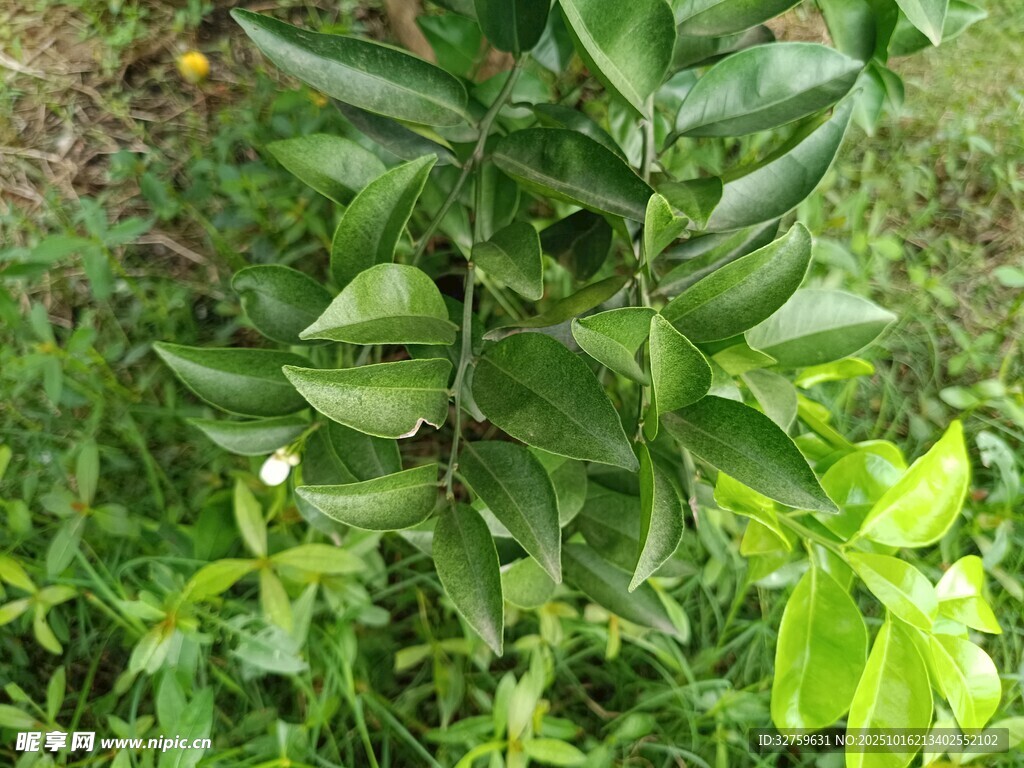 绿叶间的翠绿植物