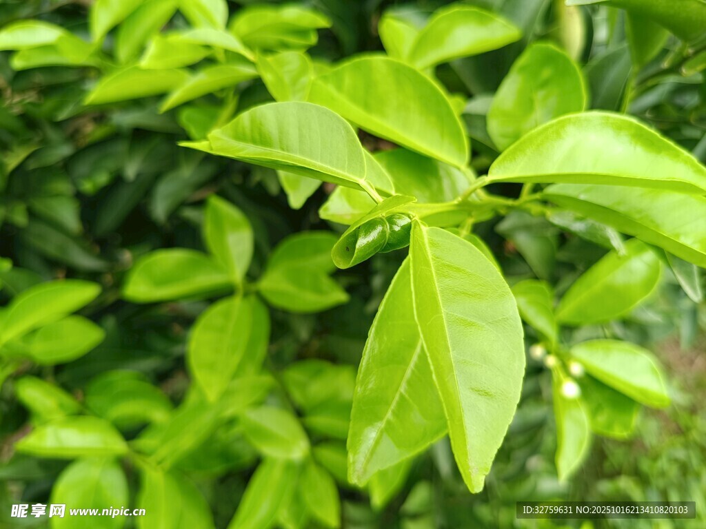 嫩绿叶片生机盎然