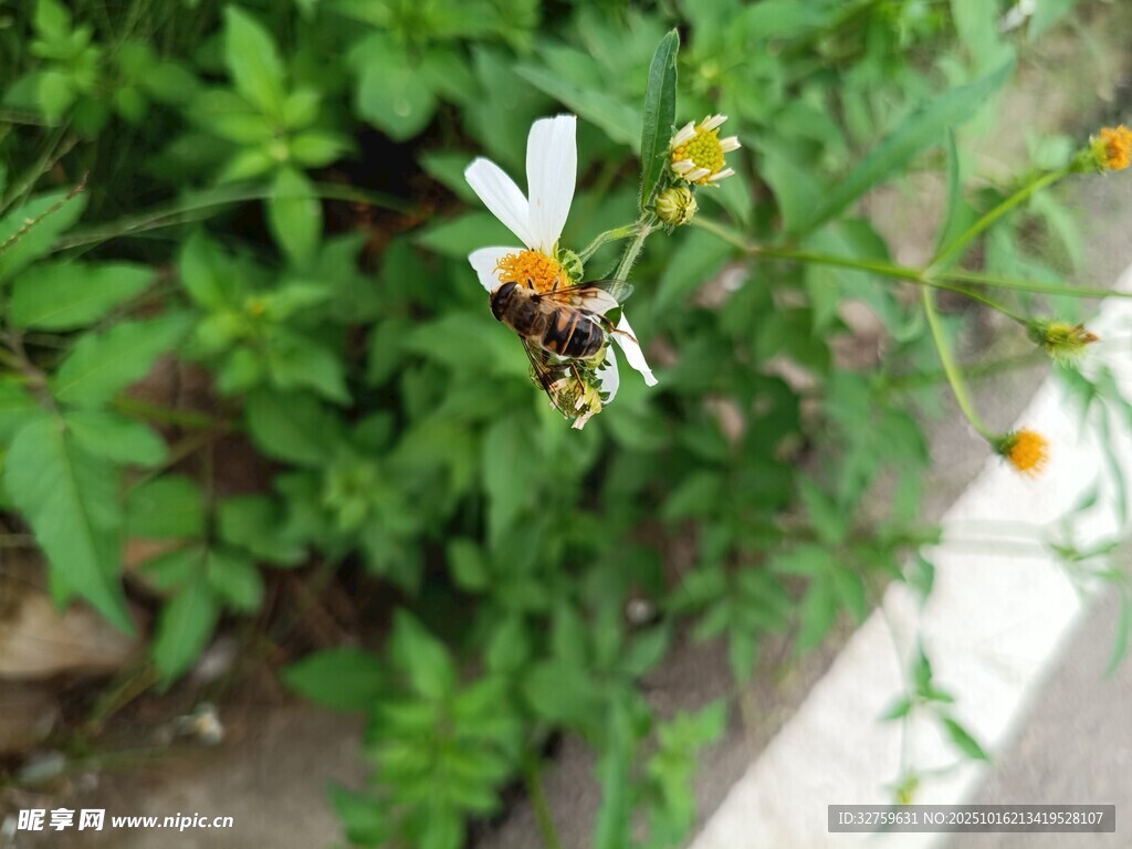 花间蜜蜂采蜜图