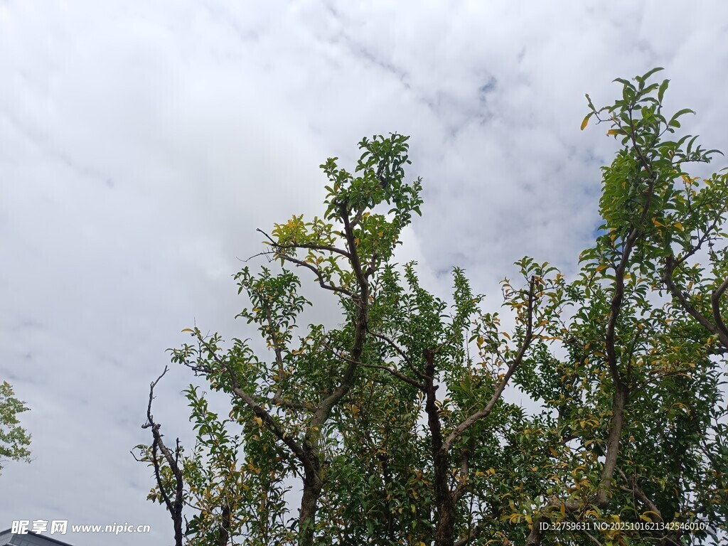 天空下的葱郁树木