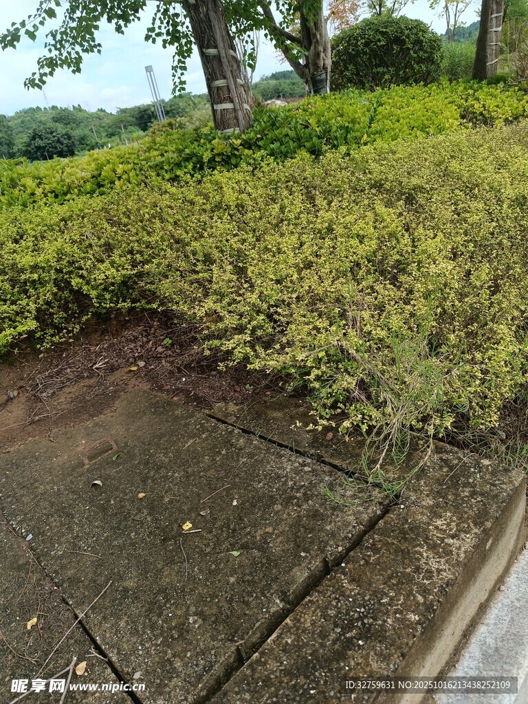路边绿意盎然的灌木丛
