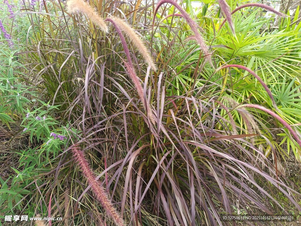 茂密丛生的野生植物