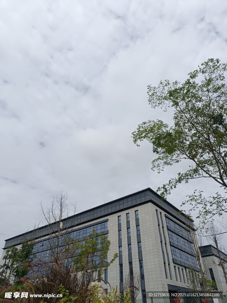 现代建筑旁的绿树与天空