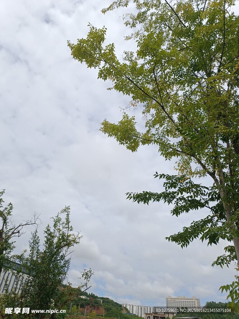 绿树映灰云下的自然景致