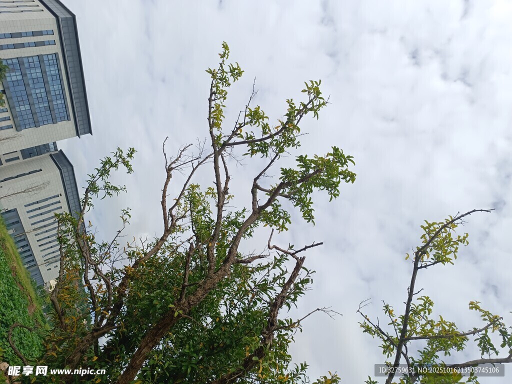 房屋旁的绿植与云层