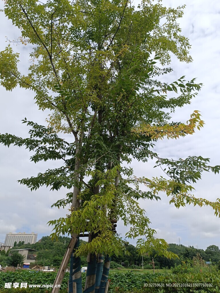 男子身旁的茂盛高大树木