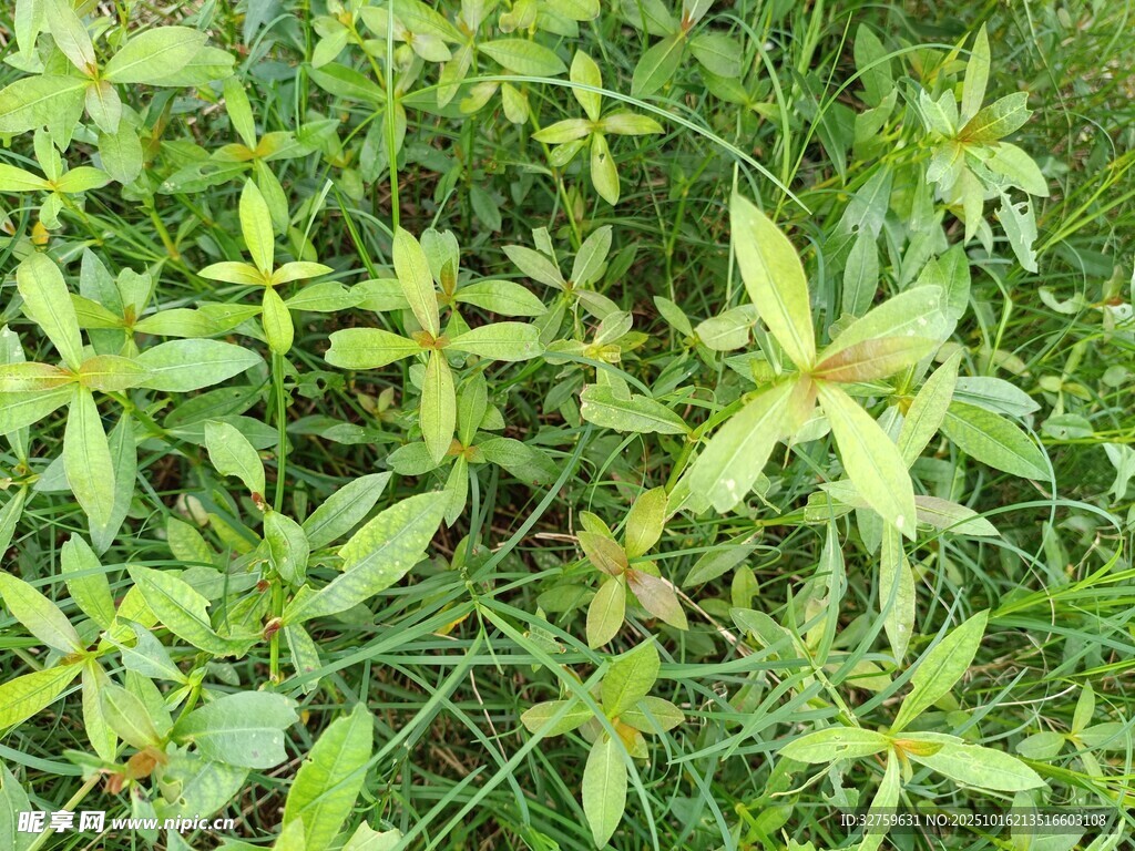 嫩绿小草生机勃勃