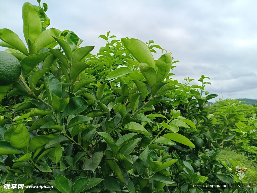 翠绿繁茂的户外植物景观