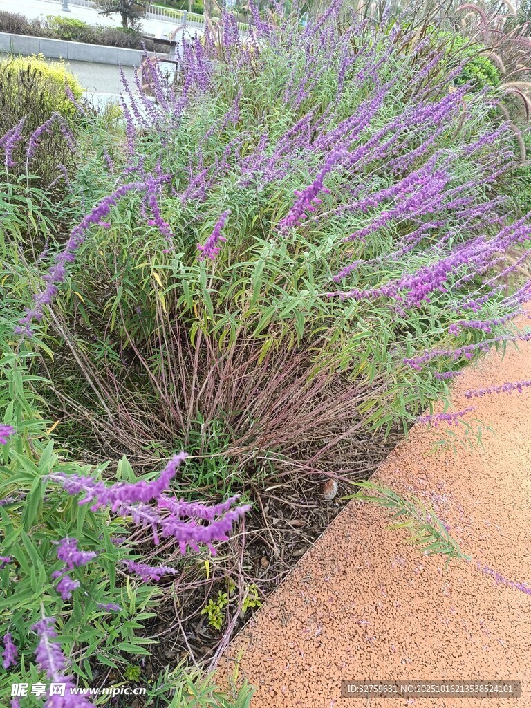 路边绽放的紫色薰衣草