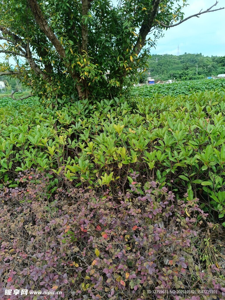 繁茂绿植景观