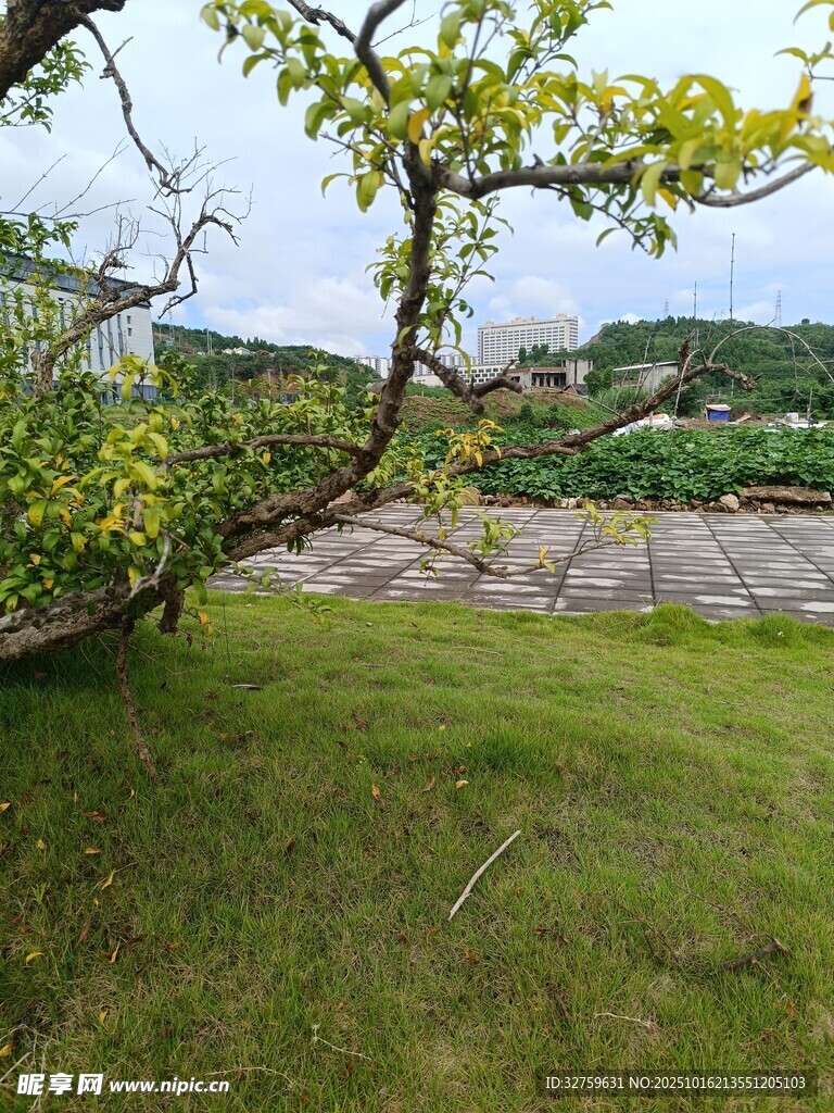 草地旁枝叶繁茂的绿树