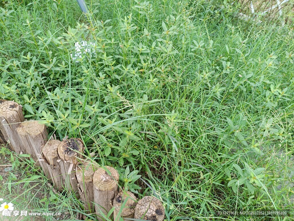 石边繁茂绿植景观