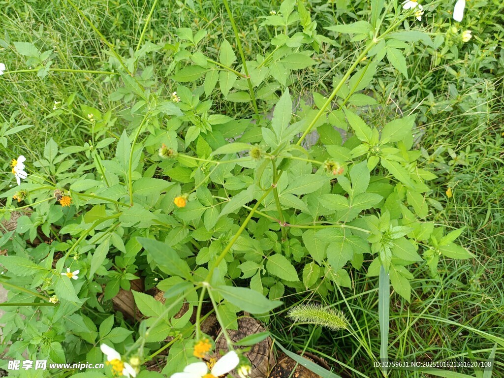繁茂草地中的清新植物
