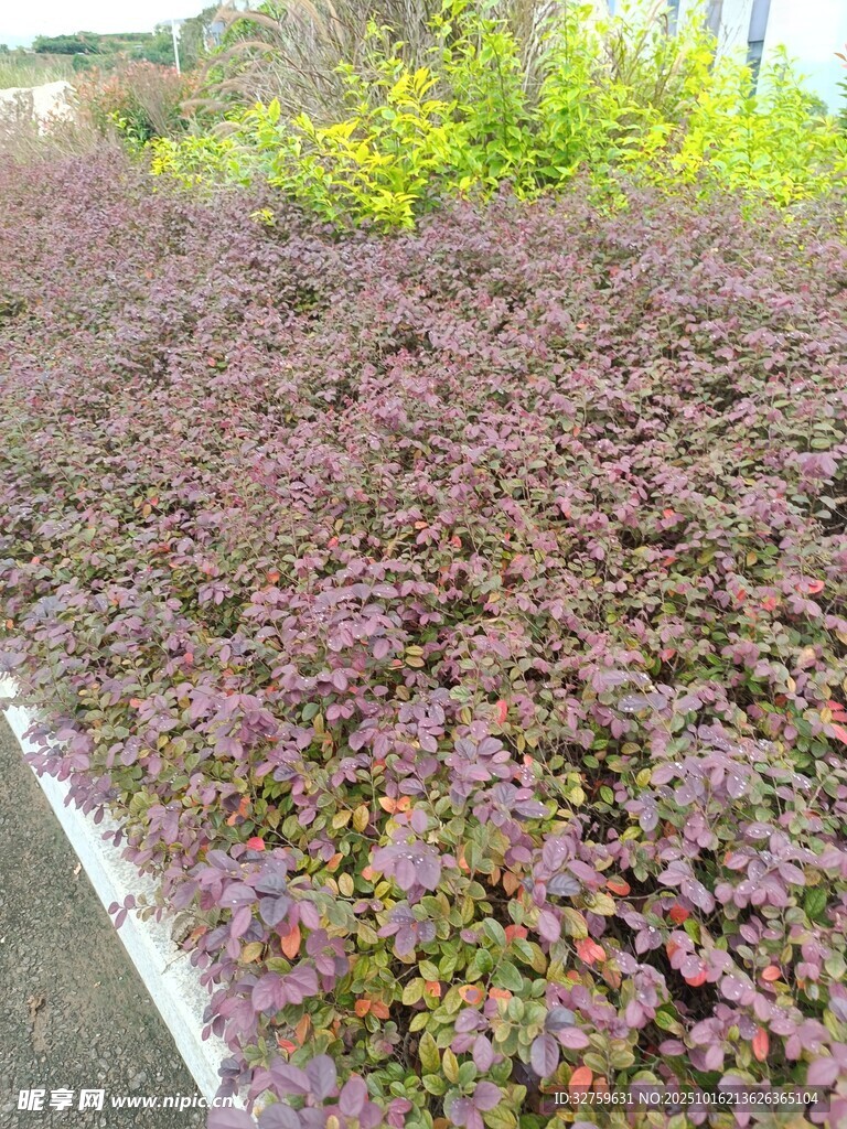 紫色植物景观