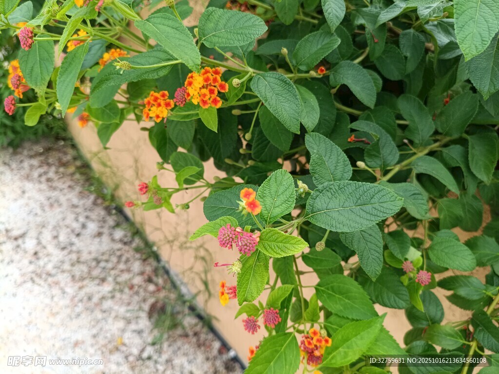 墙边绽放的多彩小花